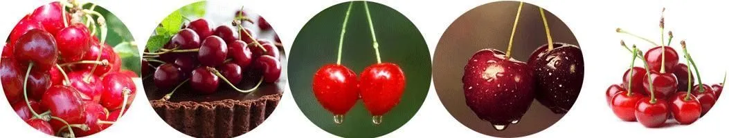 картинка Станок для удаления косточек из вишни TN100 от магазина Метасила