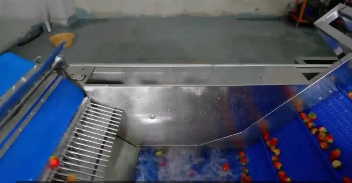 картинка Полностью автоматическая машина для удаления листьев от ягод клубники W12SD (с 2 роботами) от магазина Метасила