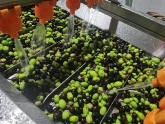 картинка Линия по производству оливкового масла 5 тонн в час от магазина Метасила