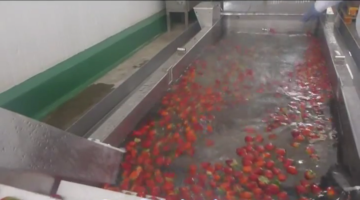 картинка Линия переработки и шоковой заморозки фруктов (производительность 500 кг/ч) от магазина Метасила