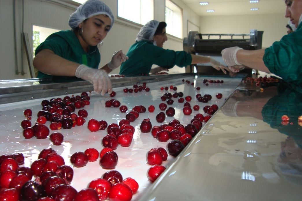 картинка Линия переработки и шоковой заморозки фруктов (производительность 500 кг/ч) от магазина Метасила