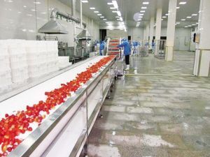 картинка Линия переработки и шоковой заморозки фруктов (производительность 500 кг/ч) от магазина Метасила