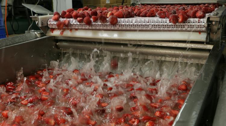 картинка Линия переработки и шоковой заморозки фруктов (производительность 500 кг/ч) от магазина Метасила